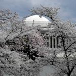 【韓国】 米国首都ワシントンで満開になった桜、済州の王桜だろうか　日本は戦後に立場を変えた