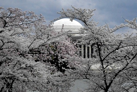 【韓国】 米国首都ワシントンで満開になった桜、済州の王桜だろうか　日本は戦後に立場を変えた
