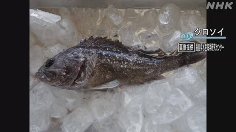 【韓国】 魚から放射性物質が検出されたのに韓国は福島産水産物を輸入しなければならない、という日本の卑劣な言葉