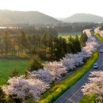 【韓国】 済州に咲き誇る花「王桜」…日本から渡って来たという説と対立したが、原産地は日本ではなく「済州固有種」