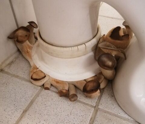 【画像】トイレに生えたエリンギの末路ｗｗｗｗｗｗｗｗｗｗｗｗｗｗｗｗｗｗｗｗｗ