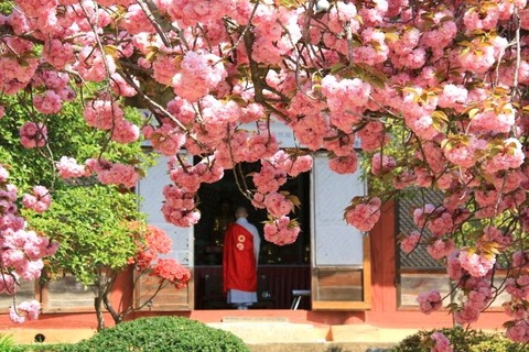 【韓国品種が分かってない】 濃いピンク色の「王重桜」、一般的な桜よりも綺麗と話題に