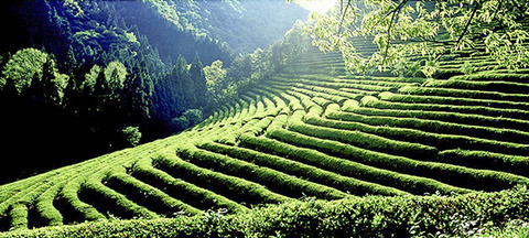 【嘘つき韓国】「宝城緑茶」世界に知らせる茶園　中国や日本より茶を好んで飲んでいた…私たちの文化取り戻さなければ