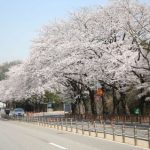 【韓国】 ソウル大公園4月の植物に、「王桜」選定。日本で始まった花と勘違いすることもあるが、我が国の固有種