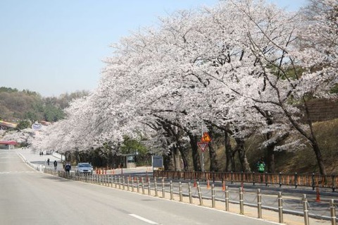 【韓国】 ソウル大公園4月の植物に、「王桜」選定。日本で始まった花と勘違いすることもあるが、我が国の固有種