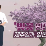 【韓国】 日本人に愛されている「桜」は済州が原産地？最近の研究で、この説は事実でないことが明らかになりました。
