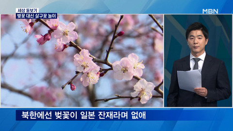 【北朝鮮】 平壌の花見は杏の花。桜（サクラ）は日本残滓、ほとんど抜いてしまってない　…農村は「残酷な4月」