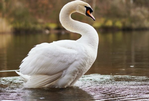 用水路にケガした白鳥、外来種の癖に「白鳥」というだけで保護される
