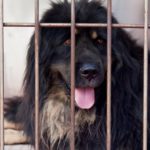 犬食文化は今もなくならず…　韓国畜産農場から食肉処理を控えた50頭を救出