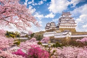 【大朝鮮】桜は「元々は中国のものだ！」、なぜ日本を代表する花になったのか＝中国