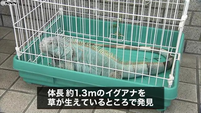 【ヘビの次はイグアナ】横浜市の公園で体長1.3メートルのイグアナを発見