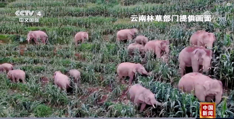 【朝日新聞】 中国でゾウの群れが謎の北進　環境の変化？道迷い？