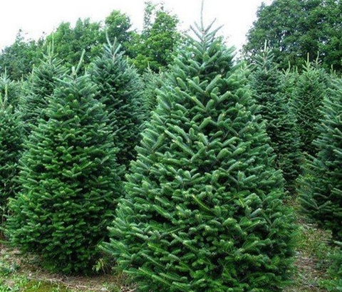 【韓国の病気】 クリスマスツリーの木など、外国のものになってしまった例多く。名古屋議定書が100年前に存在していたら…