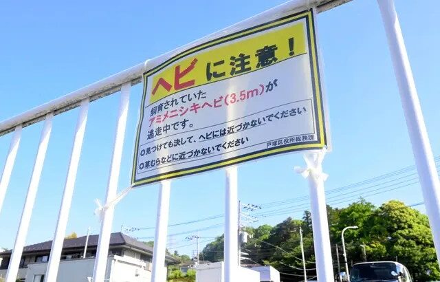 【悲報】アミメニシキヘビの捜索打ち切りに…神奈川県警「有力情報がなく、中止はやむを得ない」