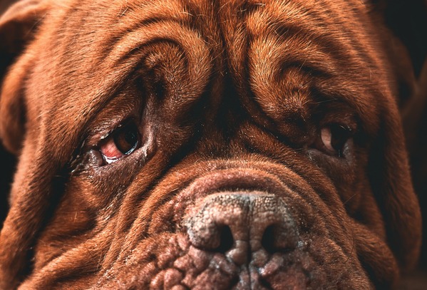 【画像】犬って、たまにこういう悲しげな顔でこっち見るよな？