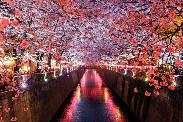 中国メディア「桜は中国から来た！！」　日本人もこの正論にはだんまり