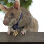 【朝日新聞】 英雄ネズミのマガワ引退へ　カンボジアの地雷撤去で活躍