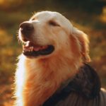 【GIF動画】ゴールデンレトリバーとかいう犬、なんでこんな可愛いのか！？