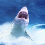 【画像】サメの歯で作った武器、ガチで攻撃力高そうｗｗｗｗｗｗｗ