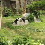 中国の野生パンダの数、ついに〇〇頭以上になる　←何頭か予想してみろ