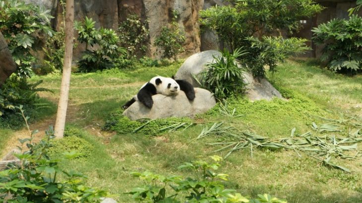 中国の野生パンダの数、ついに〇〇頭以上になる　←何頭か予想してみろ