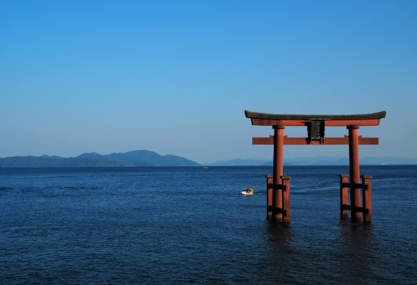 【画像】琵琶湖にチョウザメｗｗｗｗｗｗｗｗｗ
