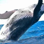 【進化の歴史】クジラのヒレの中にはあれが残っていた❗