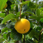 韓国が甘柿も国産化、これまで日本産が9割　「偏重栽培を解消する」自治体