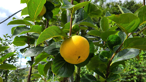 韓国が甘柿も国産化、これまで日本産が9割　「偏重栽培を解消する」自治体