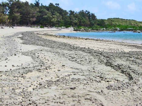 【各地】喜界島の海岸に大量の軽石が漂着　１２００km小笠原諸島の海底火山から漂着か