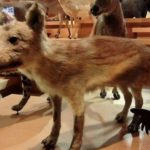 【ナゾロジー】「ニホンオオカミ」がイヌに最も近い種と判明！