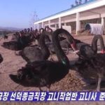 台風＆コロナで食糧難…北朝鮮の一手は「コクチョウ大量飼育」　「人民生活向上の基盤」になるのか
