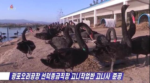 台風＆コロナで食糧難…北朝鮮の一手は「コクチョウ大量飼育」　「人民生活向上の基盤」になるのか