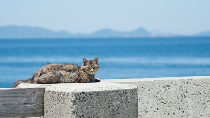 ネコの楽園・青島の猫が「風邪」で激減してヤバイ