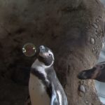 ペンギンの大好物は、何とシャボン玉！