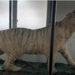 【韓国】 国内唯一の韓国虎の剥製標本、113年間小学校の廊下に展示…専門家「価値喪失を憂慮」