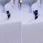 【ジェントルわん】犬かきで雪中から猫を救い出す