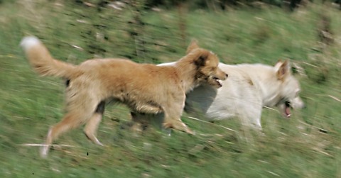 【韓国】牛すら食い殺す野良犬2000匹超、済州島の頂点捕食者に