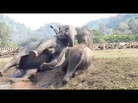 パオ〜！象の子供たちのかわいい水遊び