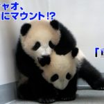 【悲報】上野動物園の双子パンダ、お披露目中止へ　都知事「感染拡大を抑え込む」