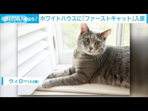 ホワイトハウスにネコが来た！名前はウィロー