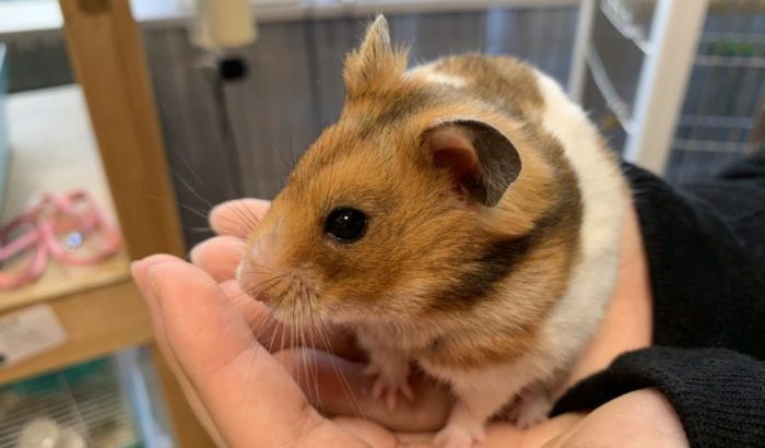 私の手まで食べないで！うちのハムスターが食いしん坊すぎる