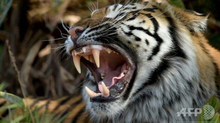 【恐怖！】那須サファリパークで虎に襲われた女性飼育員、右手首を失う重傷ｗｗｗｗｗｗｗｗｗｗ