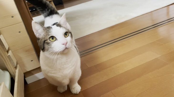 『天才猫ちゃん』しゃべりたいけど、急がば回れ！