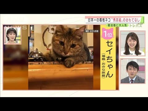 今日2月22日は『ねこの日』