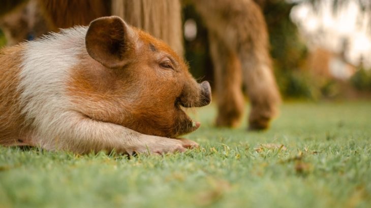 知的な「スーパー豚」が作物や家畜に被害を与えまくっているらしい……