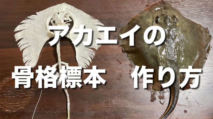 【エイリアンみたい！？】柔らかい骨をみごとに固定化「アカエイの全身骨格標本」