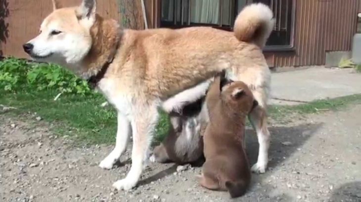 【新米ママ】『柴犬が初めての子育て』