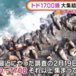 【速報】北海道に大量のトド襲来