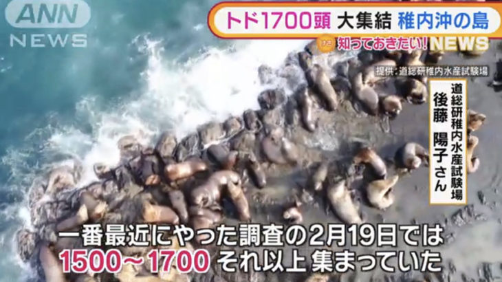 【速報】北海道に大量のトド襲来